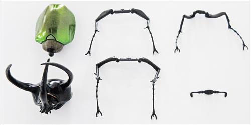 いきもの大図鑑 かぶとむし 06 アトラスオオカブト 【フィギュア】[バンダイ]